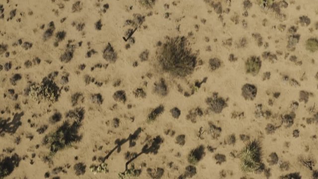 Aerial birds eye view of the desert over Joshua trees and Shrubs