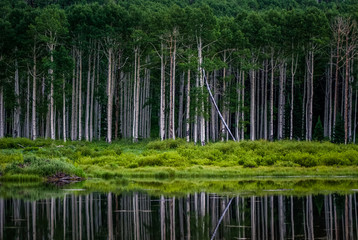 Obraz premium Aspen trees with green leaves in summer reflected in beaver pond in Big Cottonwood Canyon, Utah
