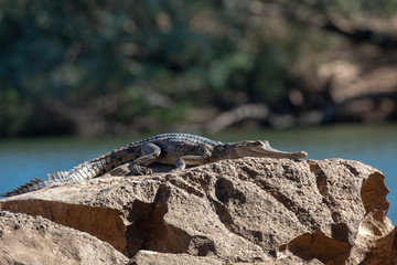Freshwater crocodile lazing on a rock in the middle of a river