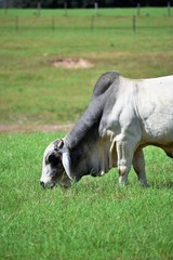 Brahma Bull Close Up Portrait eating grass