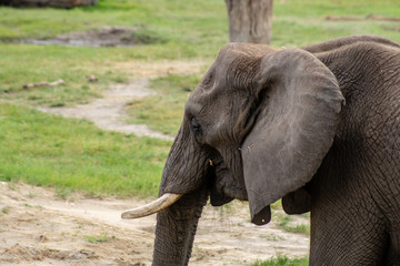 Fototapeta premium Elephant close up
