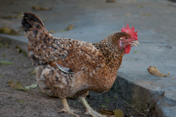 Close-up chicken head with blurred background