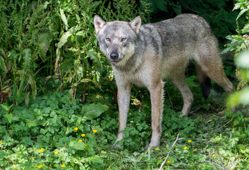 Fototapeta premium Coastal grey wolf