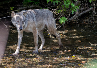 Coastal grey wolf