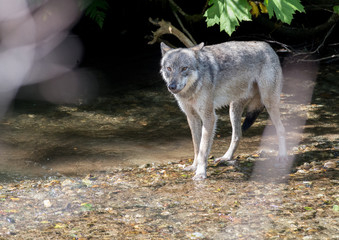 Coastal grey wolf © Jillian