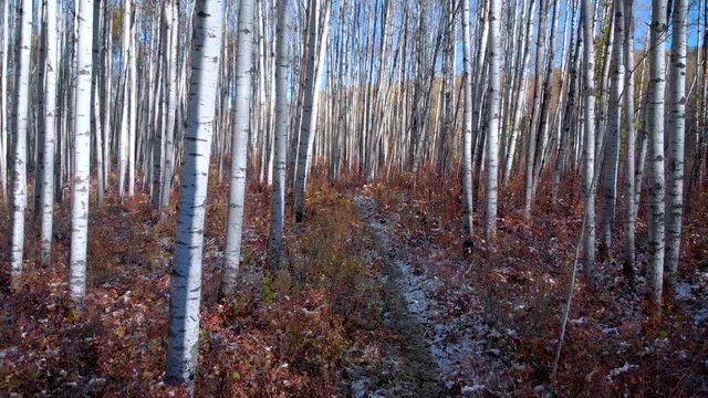 birch forest in fall 4k footage