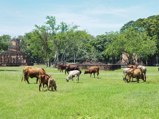 White and brown cows eating grass in the field
