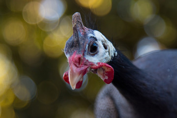 Close-up chicken head with blurred background