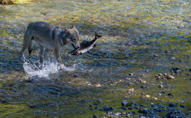 Fototapeta premium Coastal grey wolf