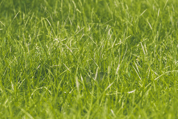Close up nature green grass with green flowers and the leaves fall.