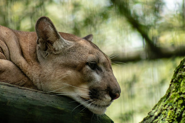 Florida panther