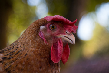 Close-up chicken head with blurred background