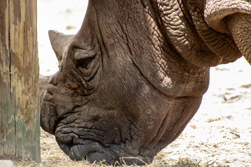 Obraz premium Southern white rhino