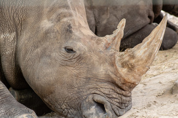 Southern white rhino