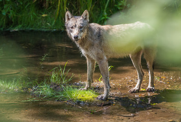 Coastal grey wolf
