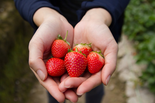 Fresh strawberry in cupped hand. Traveler woman picking fresh strawberry at organic farm.