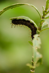 Caterpillar