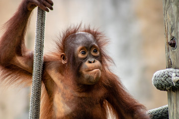 Baby bornean orangutan © Suzanna