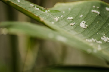Butterfly eggs