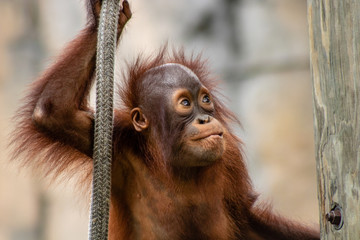 Baby bornean orangutan © Suzanna