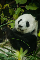 Giant Panda