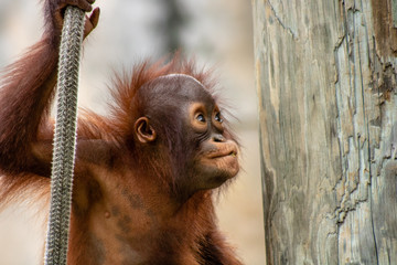 Baby bornean orangutan © Suzanna