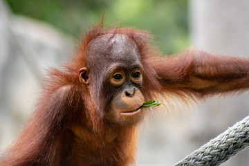 Baby bornean orangutan © Suzanna