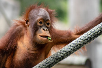 Baby bornean orangutan © Suzanna