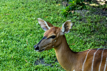 Portrait of an antelope