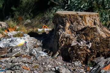 &Aacute;rbol talado en medio de residuos de construcci&oacute;n