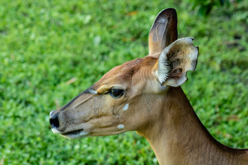 Portrait of an antelope