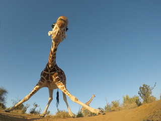Reticulated Giraffe 
