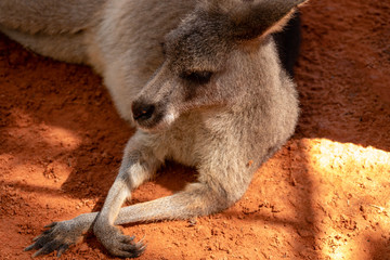 Small wallaby