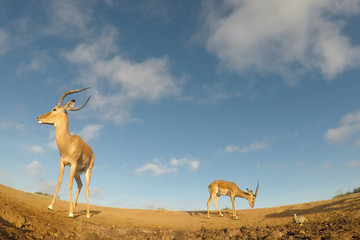 Naklejka na ściany i meble Impala antelope 