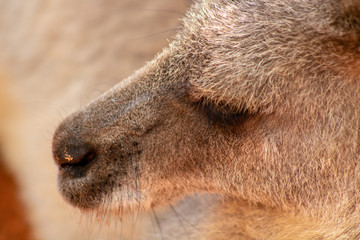 Fototapeta premium Gray kangaroo