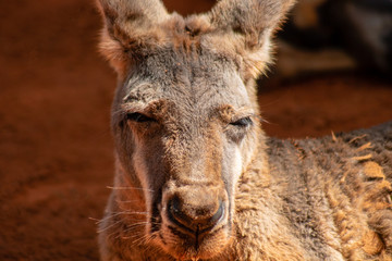 Fototapeta premium Gray kangaroo