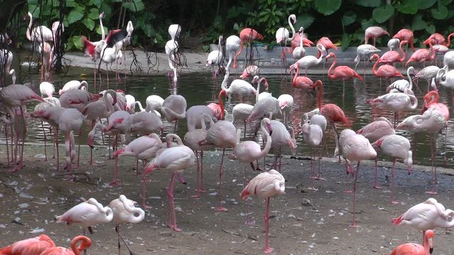 A group of flamingos