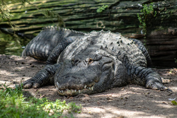 American alligator