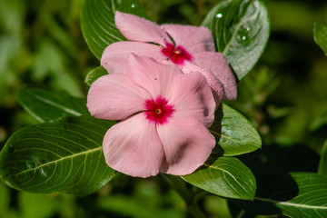 Pink impatients