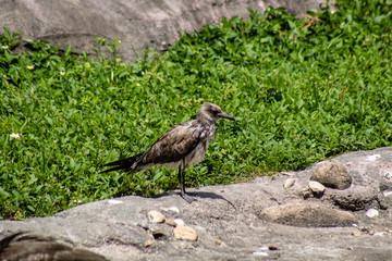 Small shorebird