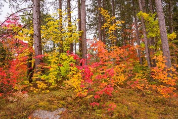 Colorful fall foliage in New England