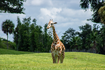 Adult giraffe