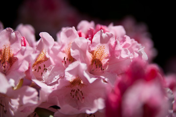 Rhododendron