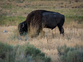 Bison in Antelope Island State Park