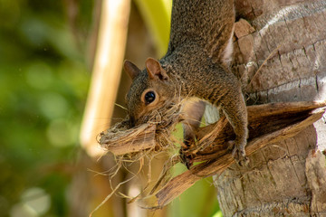 Small brown squirrel