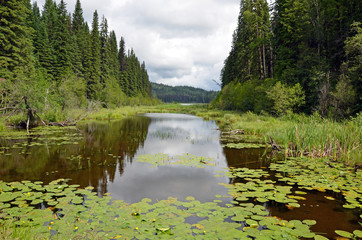 Reflective pond in forest with lilypads