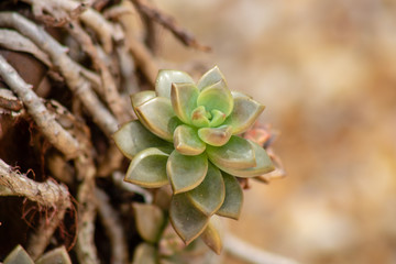 Succulent plants