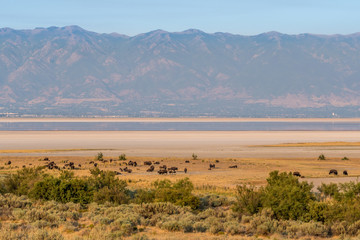 Bison in Antelope Island State Park