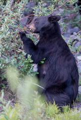 Fototapeta na wymiar Black bears