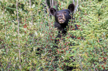 Fototapeta premium Black bears